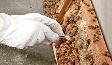 有明キャンパス屋上で行われている養蜂での蜜源の解析